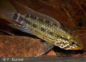 Apistogramma gossei han