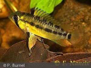 Apistogramma gossei hun