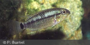 Apistogramma hippolytae