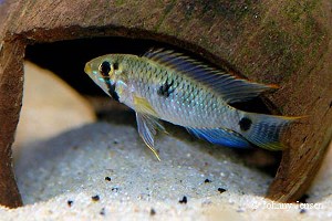 Apistogramma hoignei