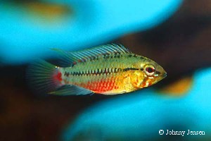 Apistogramma hongsloi han