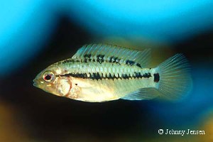 Apistogramma hongsloi hun