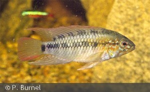 Apistogramma macmasteri han