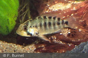 Apistogramma macmasteri hun