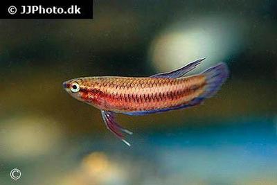 Betta tussyae