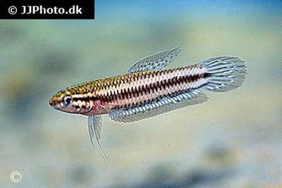 Betta tussyae