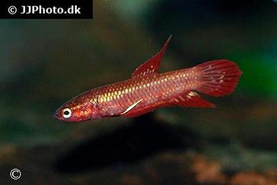 Betta tussyae