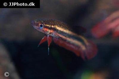 Betta tussyae