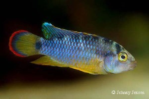 Apistogramma nijsseni han