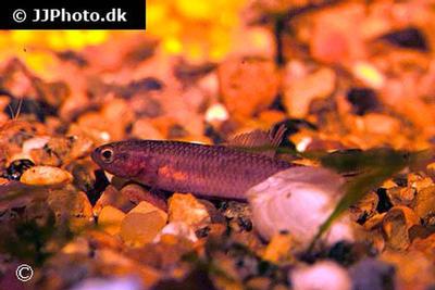 Betta rutilans