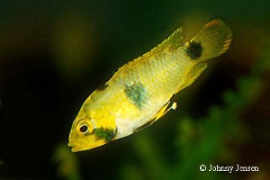 Apistogramma nijsseni hun
