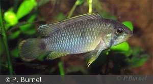 Apistogramma nijsseni han