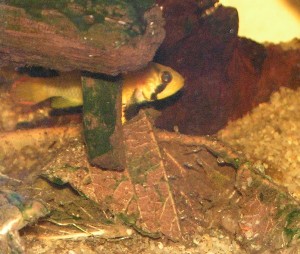Apistogramma panduro med unger