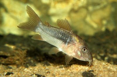 Corydoras aeneus