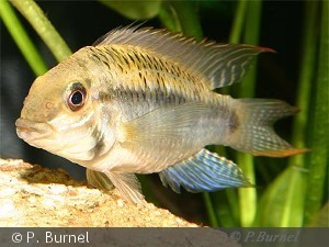 Apistogramma steindachneri han