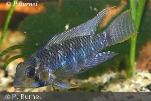 Apistogramma steindachneri han