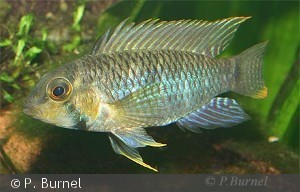 Apistogramma steindachneri han