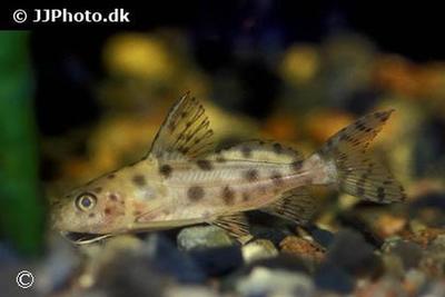 Synodontis ocellifer