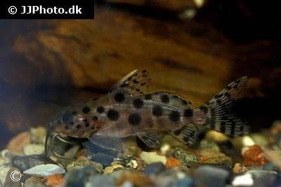 Synodontis ocellifer
