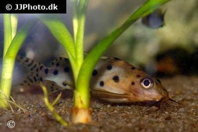Synodontis ocellifer