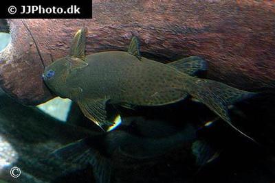 Synodontis nigrita