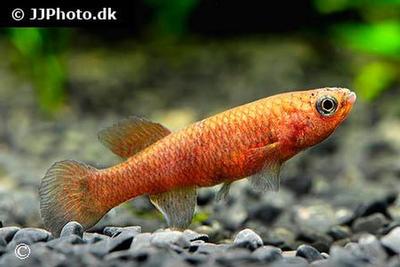 Fundulopanchax gardneri nigerianus