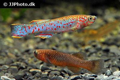 Fundulopanchax gardneri nigerianus