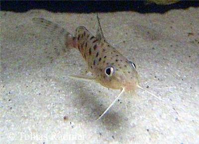 Ungfisk.