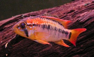 Apistogramma viejita