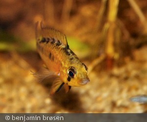 a. viejita hun