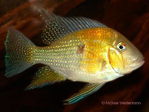 Acarichtys heckelii