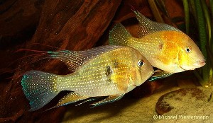 Acarichthys heckelii par
