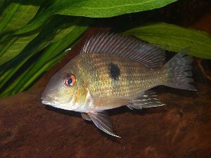 Geophagus Pindaré