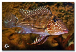 Satanoperca leucosticta
