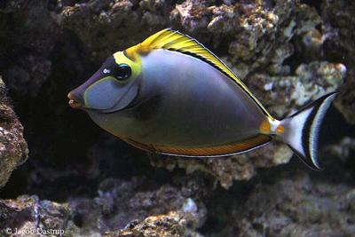 Naso elegans (voksen farve)