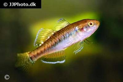 Hypseleotris compressa