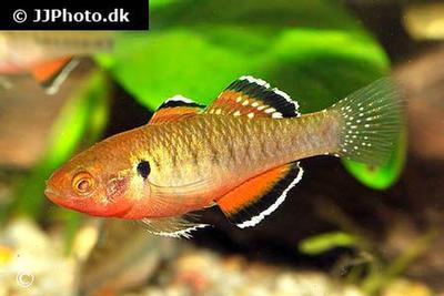 Hypseleotris compressa