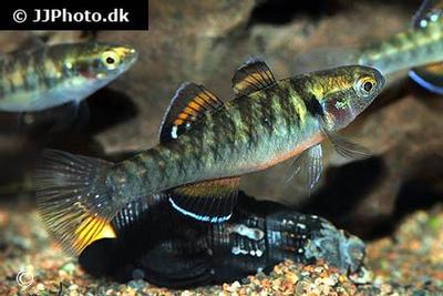 Hypseleotris compressa