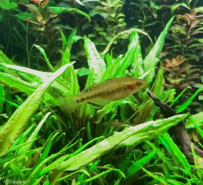 Hypseleotris compressa