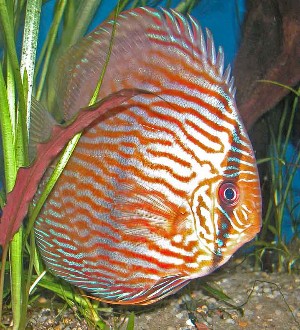 Rio Negro Heckel