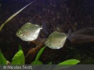 Silver dollar