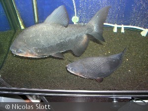 Pacu
