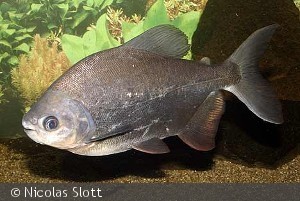 Pacu