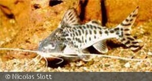 Pimellodus pictus