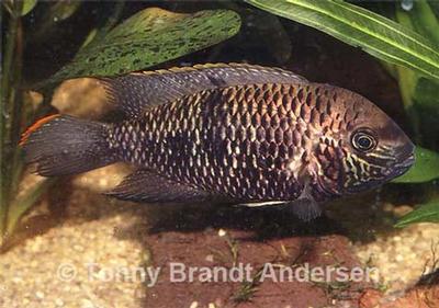 Andinoacara biseriatus.