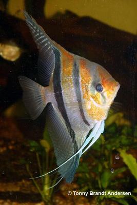 Pteruphyllum scalare "Rio Manacapuru"