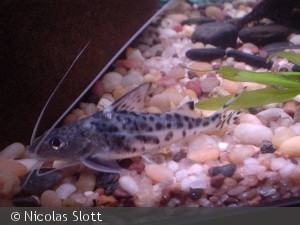 Pimellodus pictus