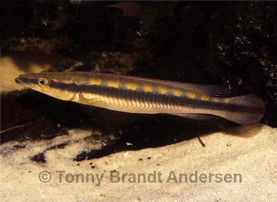 Crenicichla acutirostris.