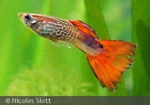 Guppy