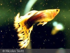 Guppy